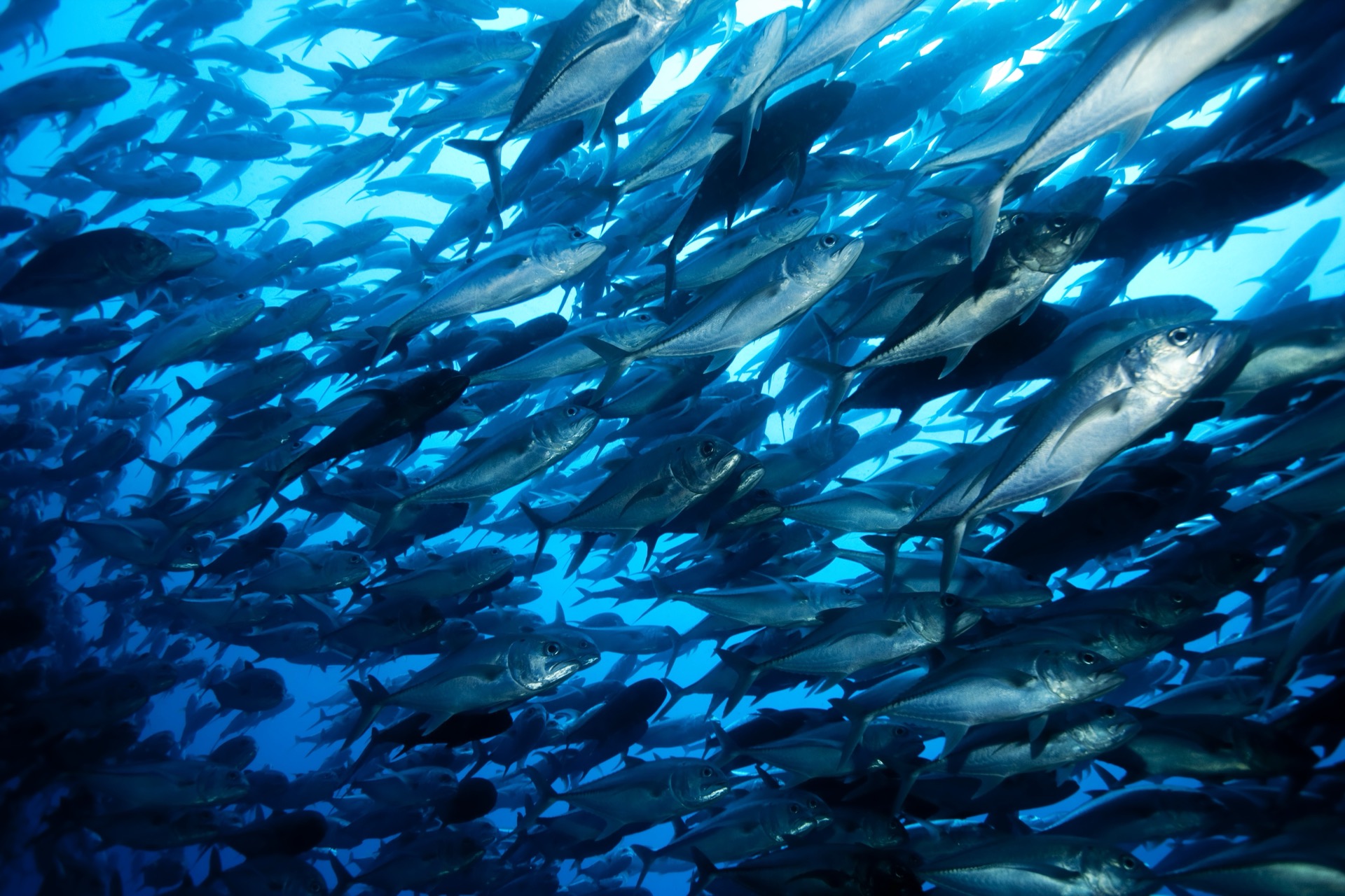 School of tuna underwater